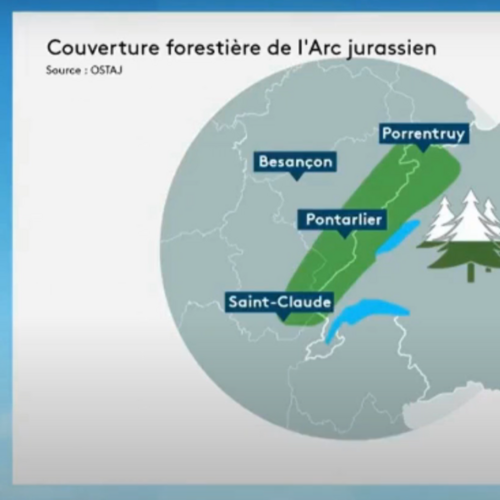 Filière forêt-bois dans l'Arc jurassien : l'étude de l'OSTAJ sur France 3